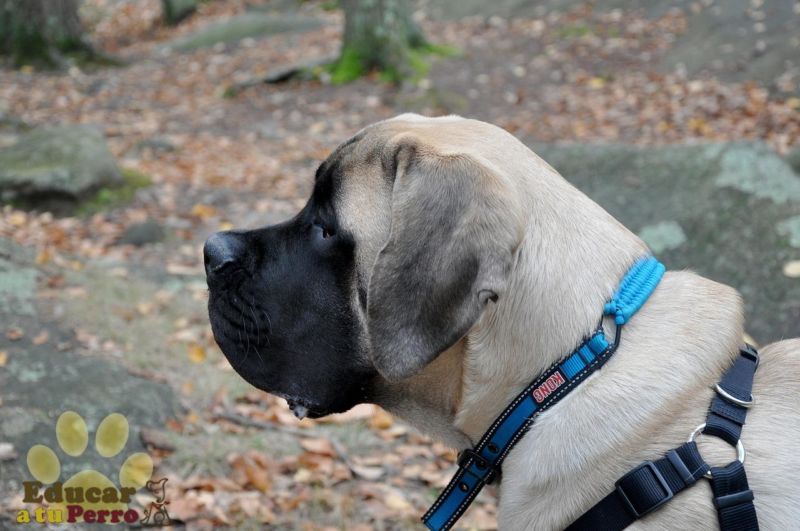 es un bullmastiff lo mismo que un mastin ingles